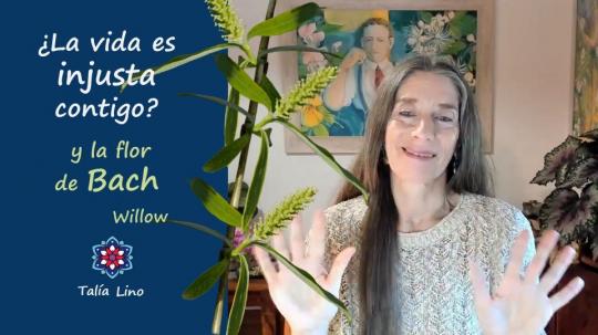 ¿LA VIDA ES INJUSTA CONTIGO? La flor de Bach Willow le da vuelta a esa tristeza..