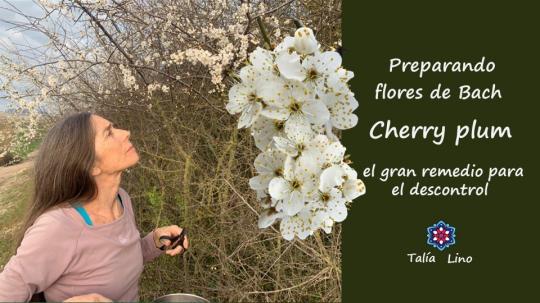 PREPARANDO LA FLOR DE BACH CHERRY PLUM.