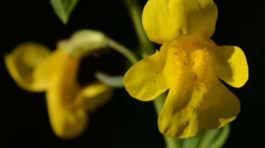 Flores de bach para los miedos.