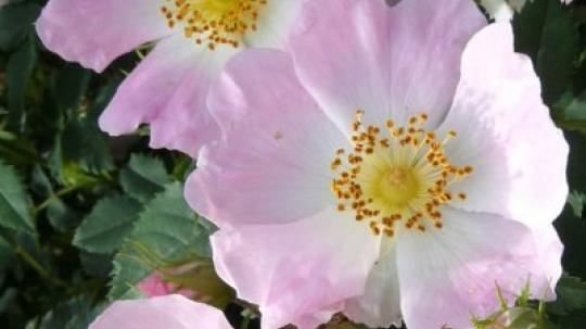 Flores de bach para la falta de interés por el presente.