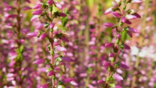 Flores de bach para la soledad.