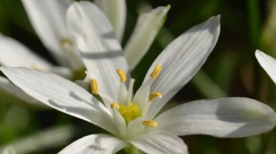 Flores de bach para la desesperación.