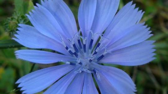Flores de bach para la excesiva preocupación por los demás.