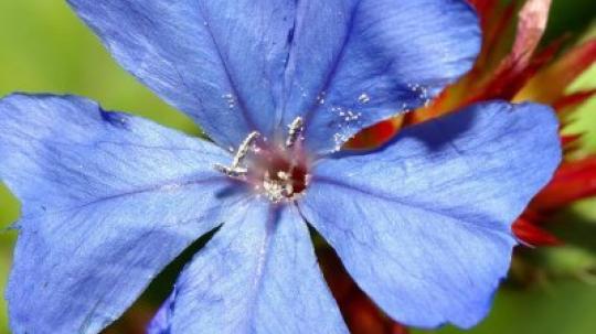 Cerato (Ceratoestigma).