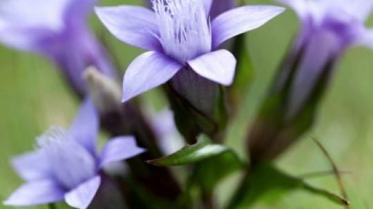 Gentian (Genciana).