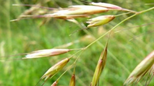 Wild oat (Avena Silvestre).