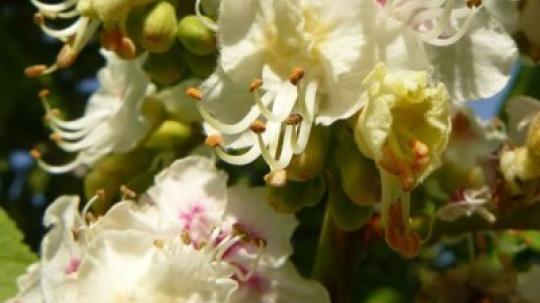 White chestnut (Castaño blanco).