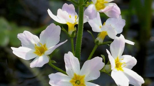 Water violet (Violeta de agua).