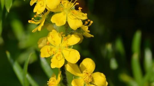 Agrimony (Agrimonia).
