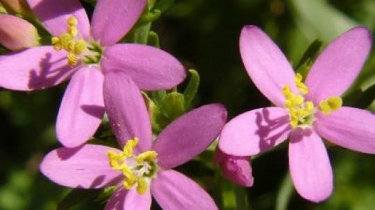 Centaury (Centaura).