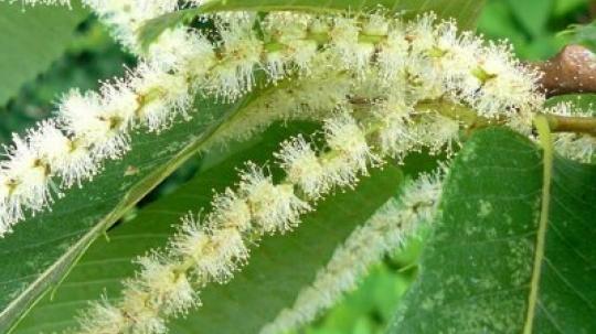 Sweet chestnut (Castaño dulce).