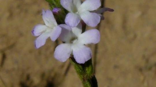 Vervain (Verbena).