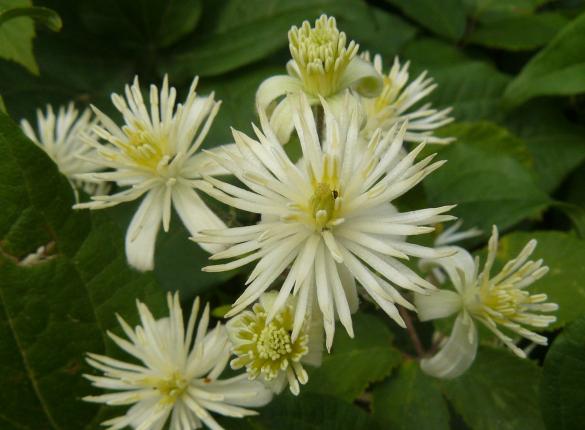 Curso: Crea la vida que deseas