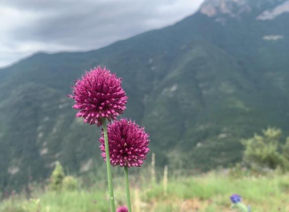 Curso: Formación oficial en flores de Bach - nivel 1 y 2 - básico