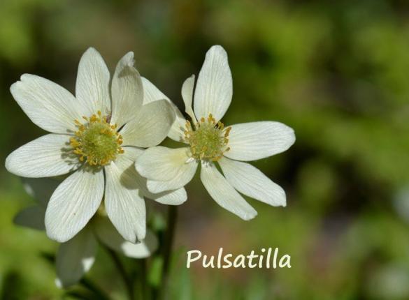 Curso: Formación en homeopatía