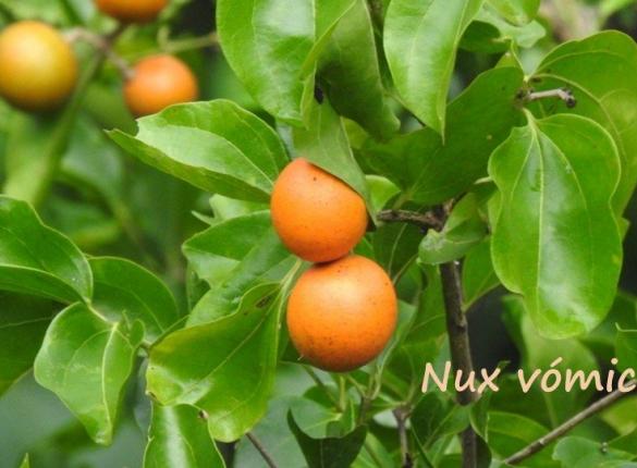 Curso: Formación en homeopatía