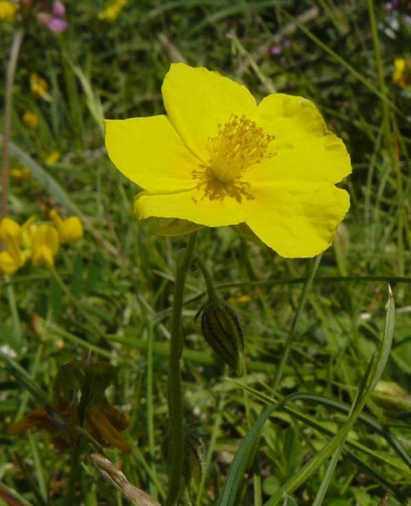 Que son las flores de bach