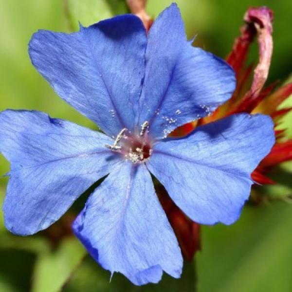 Cerato (Ceratoestigma)