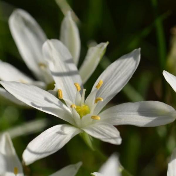 Star of bethlem (Leche de gallina)