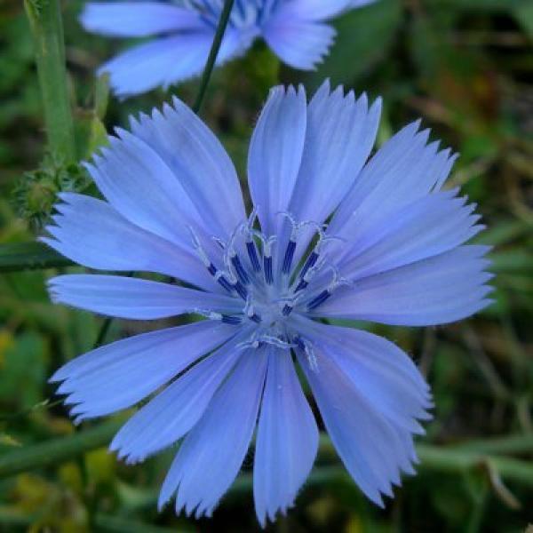 Chicory (Achicoria)