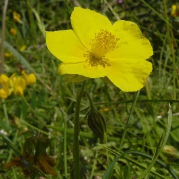 Rock Rose (Heliantemo)