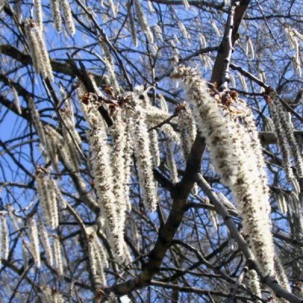 Aspen (Álamo temblón)