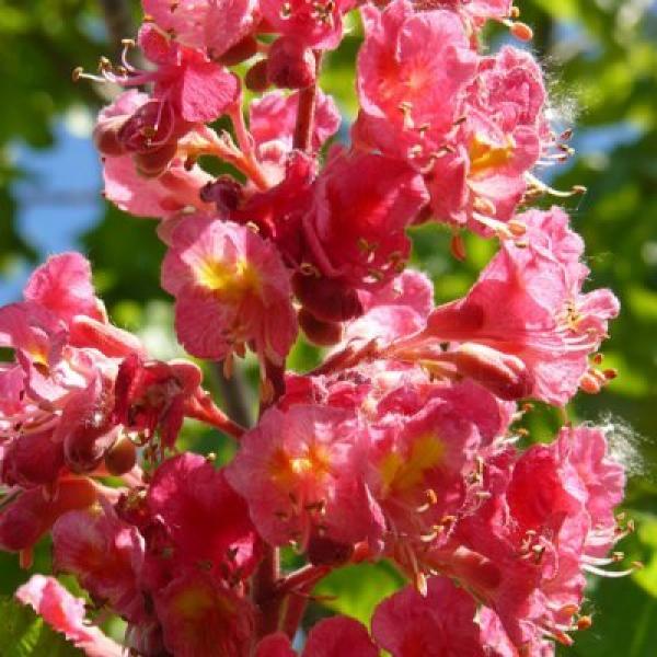 Red chestnut (Castaño rojo)