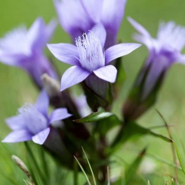Gentian (Genciana)