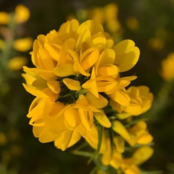 Gorse (Aulaga)