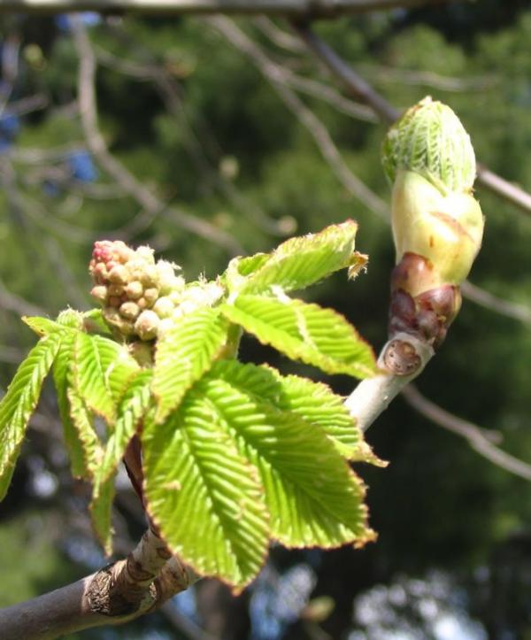 Chestnut bud (Brote de castaño)