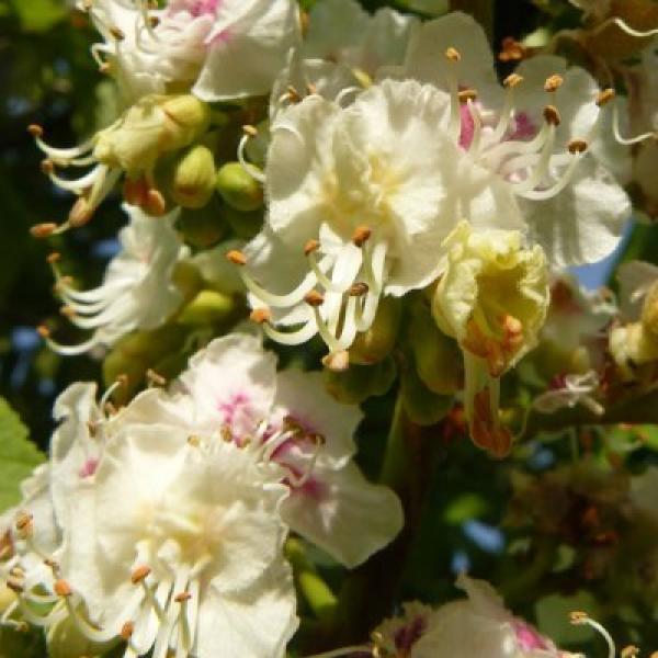 White chestnut (Castaño blanco)