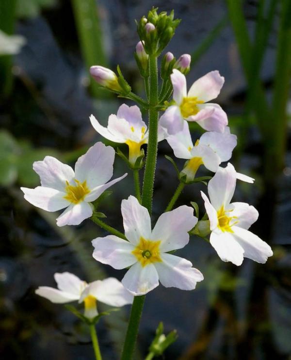 Water violet (Violeta de agua)