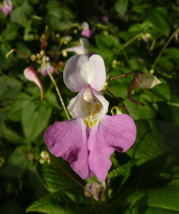 Impatiens (Impaciencia)