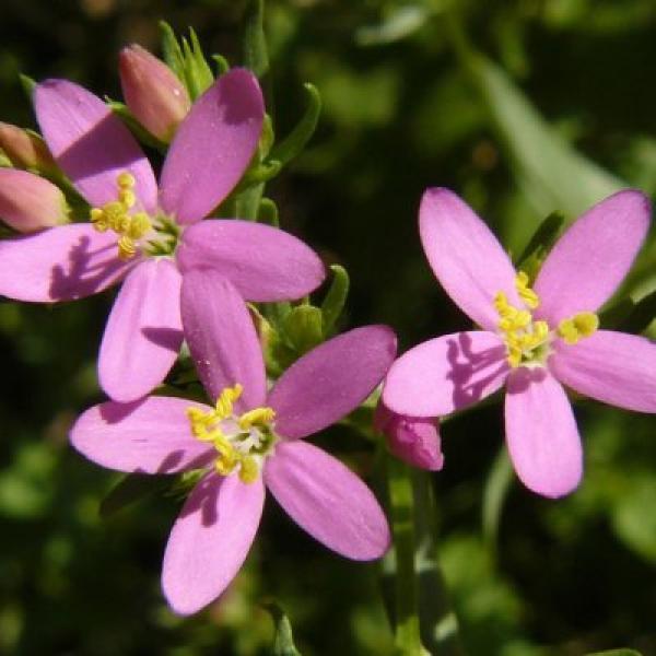 Centaury (Centaura)