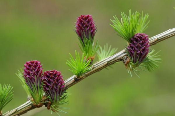 Larch (Alerce)