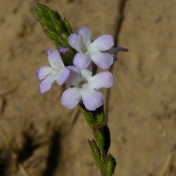 Vervain (Verbena)